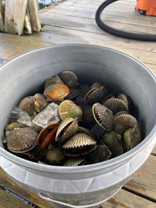 Crystal River scalloping